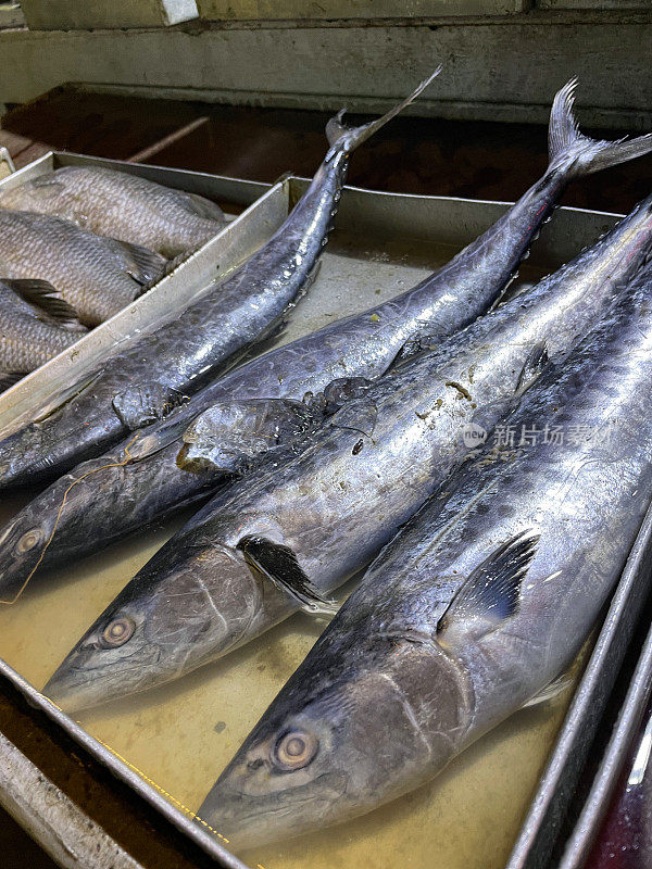 展示新鲜捕获的特写图像，整个印度王鱼(Scomberomorus guttatus)在金属托盘的碎冰上保持新鲜，户外海滩餐厅烧烤食材，高架视图，重点放在前景